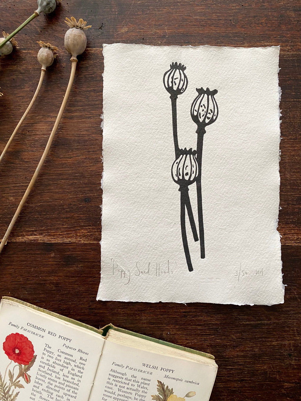 Limited Edition Poppy Seed Heads A5 Lino Print
